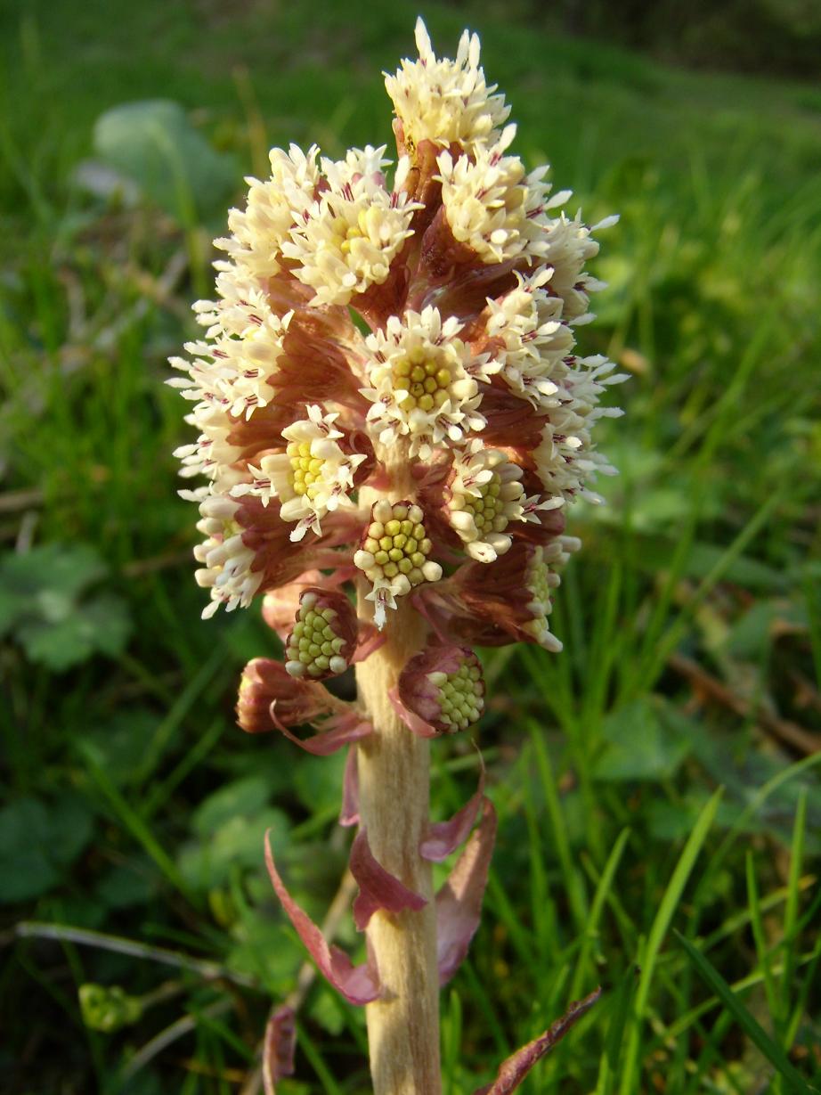 Petasites paradxus / Farfaraccio niveo